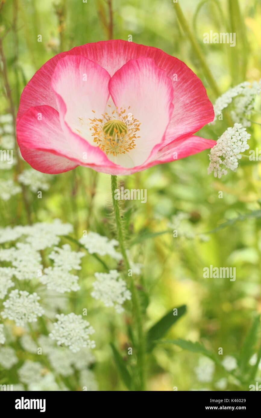True Shirley Poppy (Papaver rhoeas) blooming in an English pictorial meadow alongside Bishop's Flower (ammi majus in summer (July), UK Stock Photo