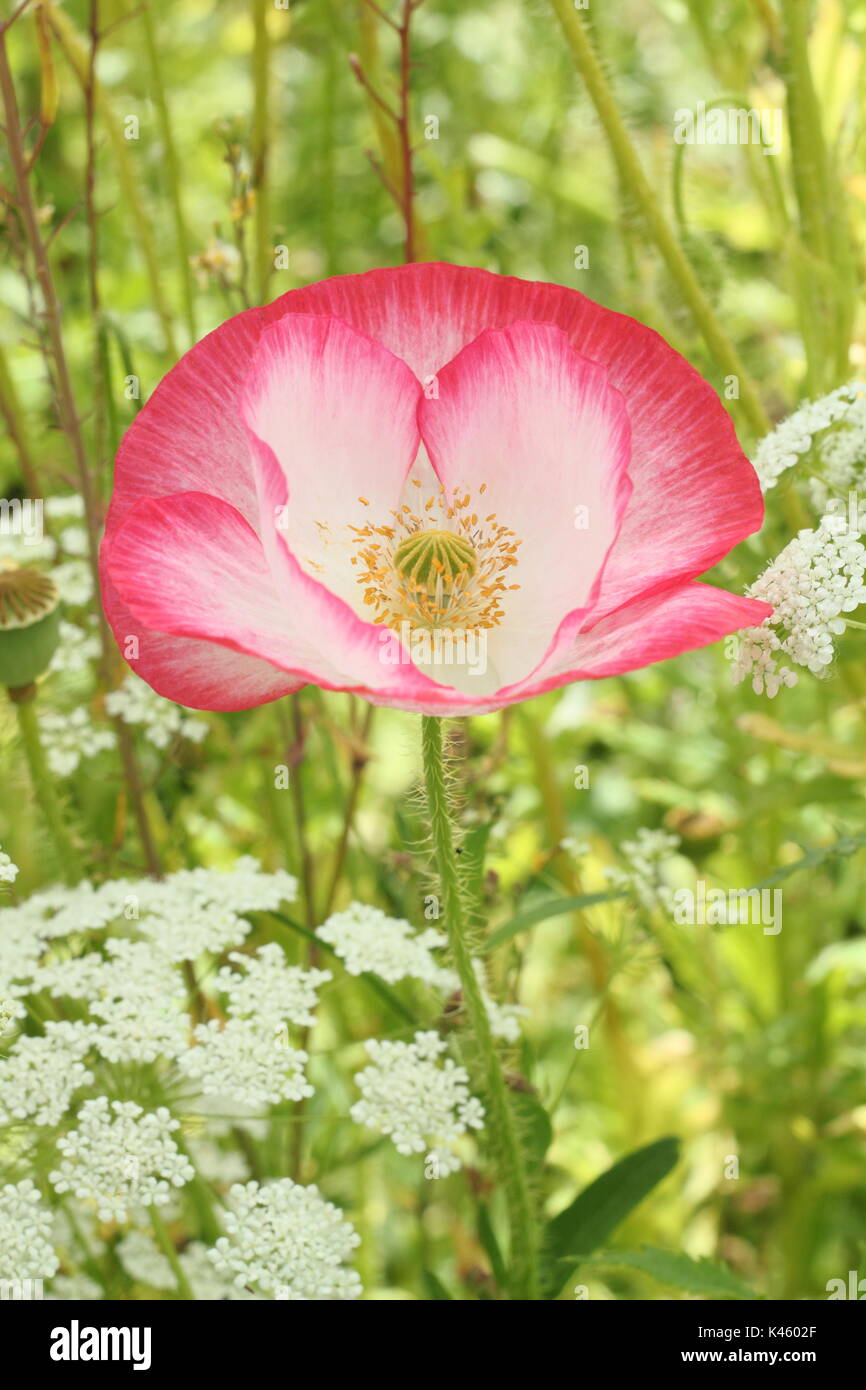 True Shirley Poppy (Papaver rhoeas) blooming in an English pictorial meadow alongside Bishop's Flower (ammi majus in summer (July), UK Stock Photo