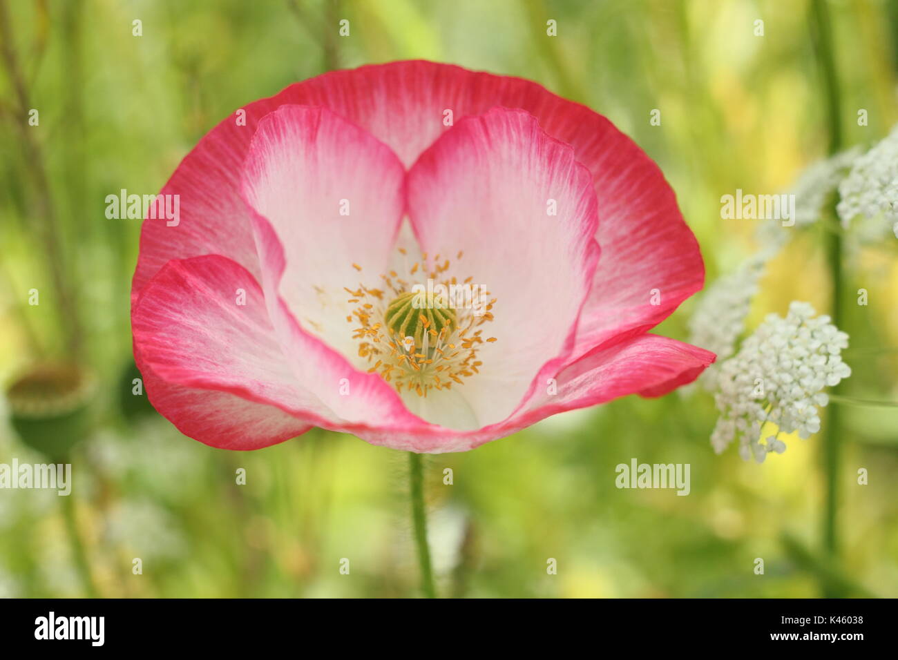 True Shirley Poppy (Papaver rhoeas) blooming in an English pictorial meadow alongside Bishop's Flower (ammi majus in summer (July), UK Stock Photo
