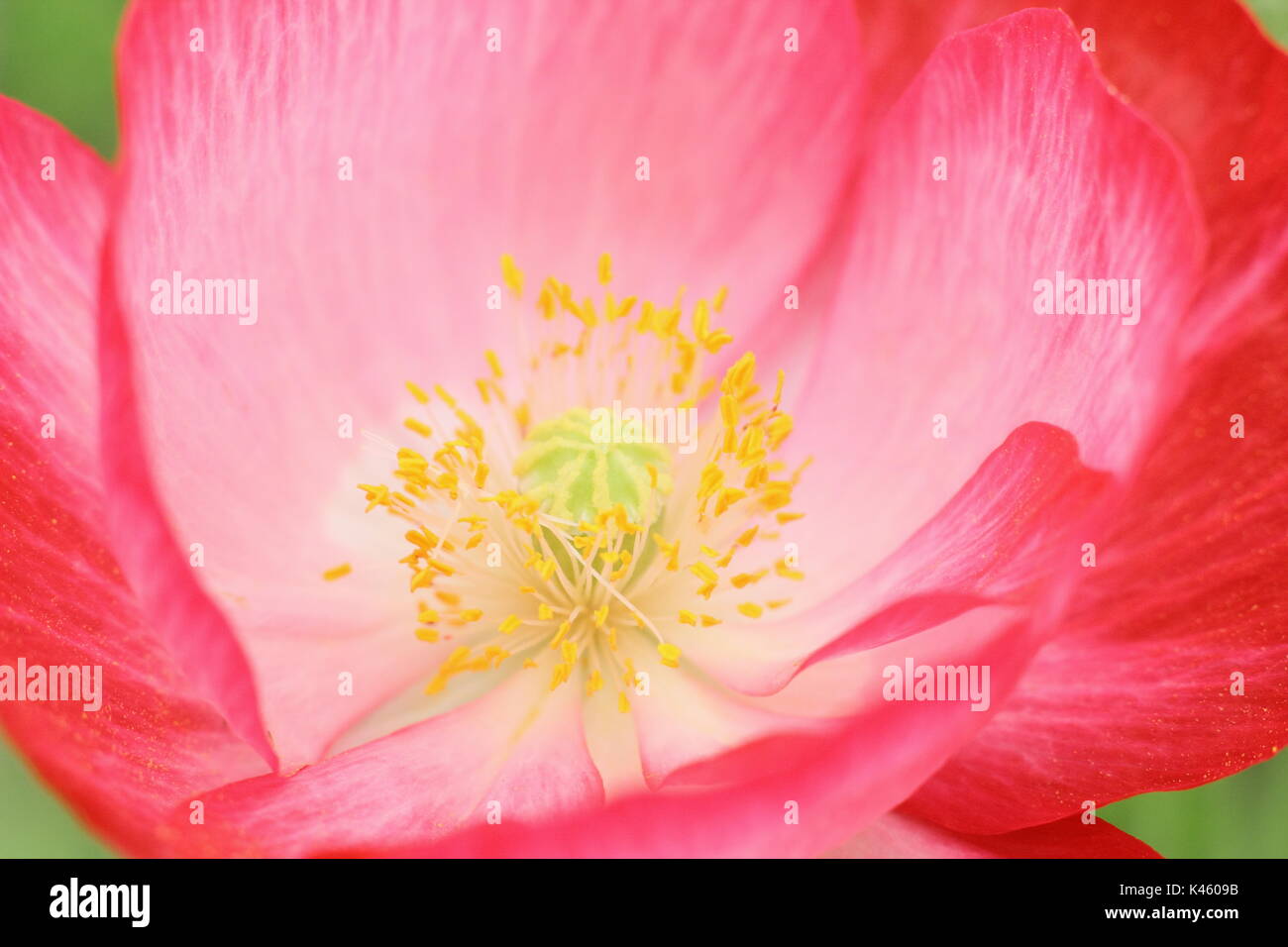 True Shirley Poppy (Papaver rhoeas) displaying white base, stamen and silken petals, flowering in an English sown meadow in summer (July), UK Stock Photo