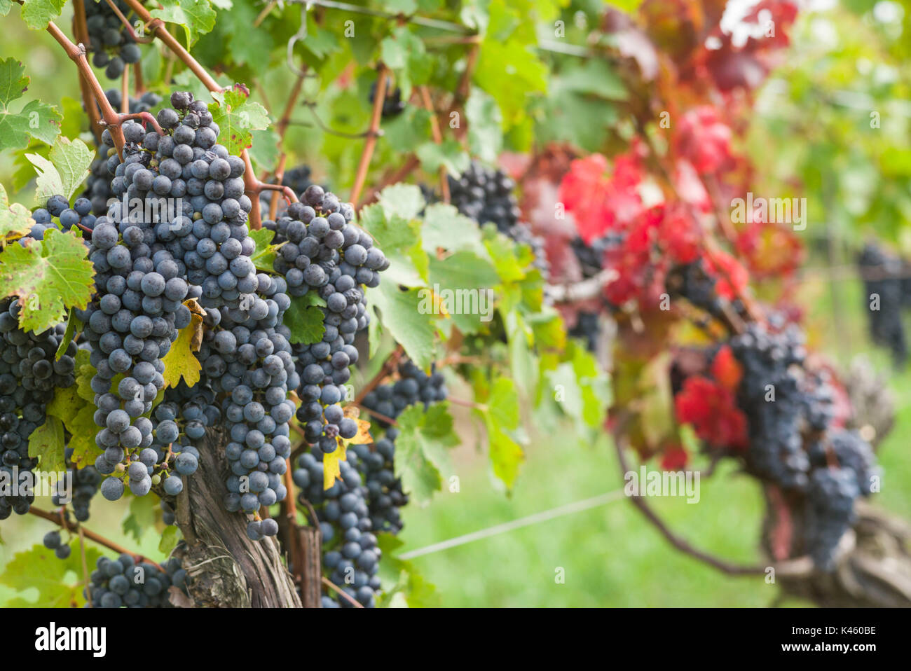 Canada, Ontario, Niagara Escarpment Wine Country, St. Catherines, vineyard, autumn Stock Photo