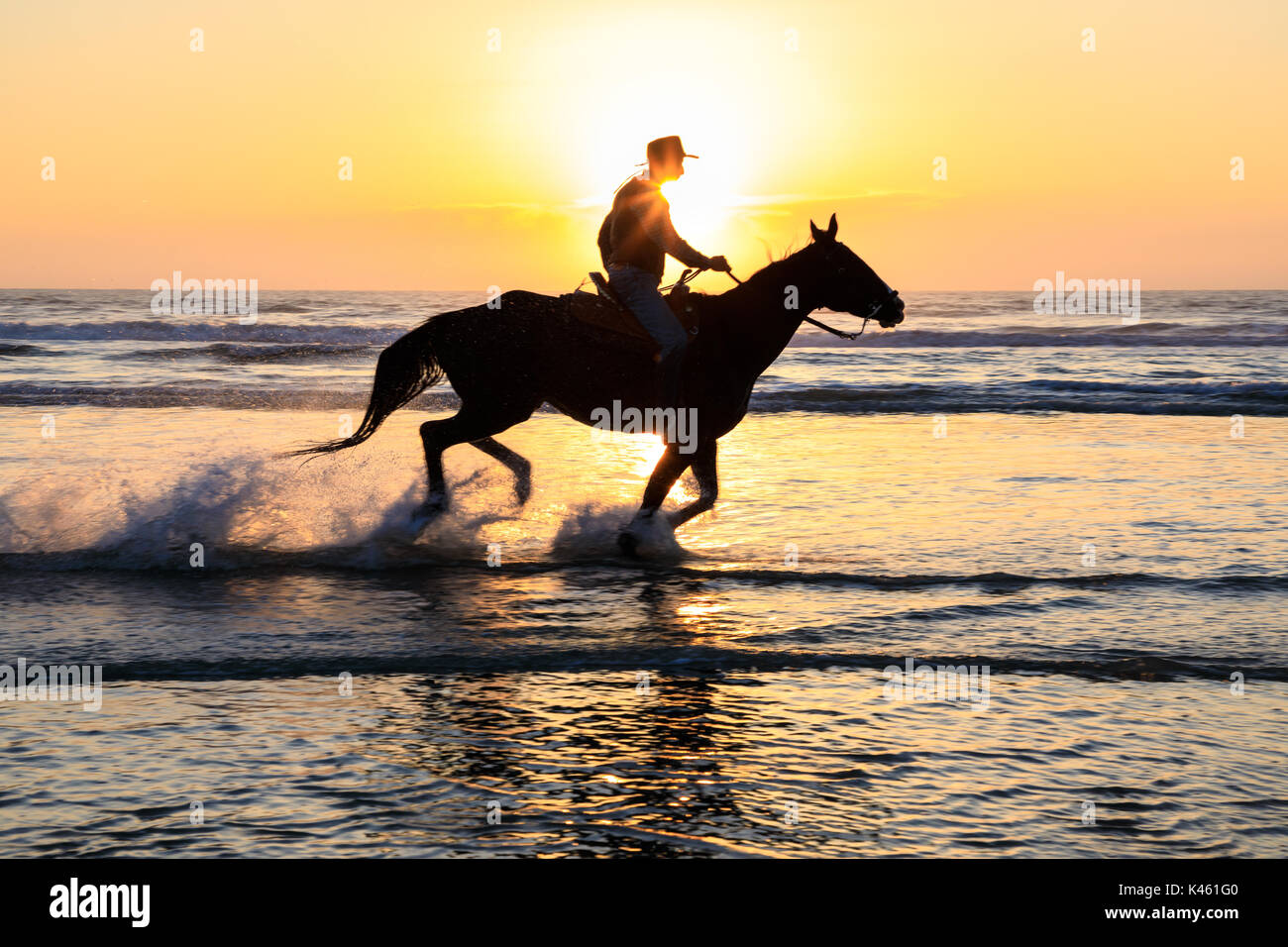 Horses in the surf, Butler Beach, St. Augustine, Florida Stock Photo ...