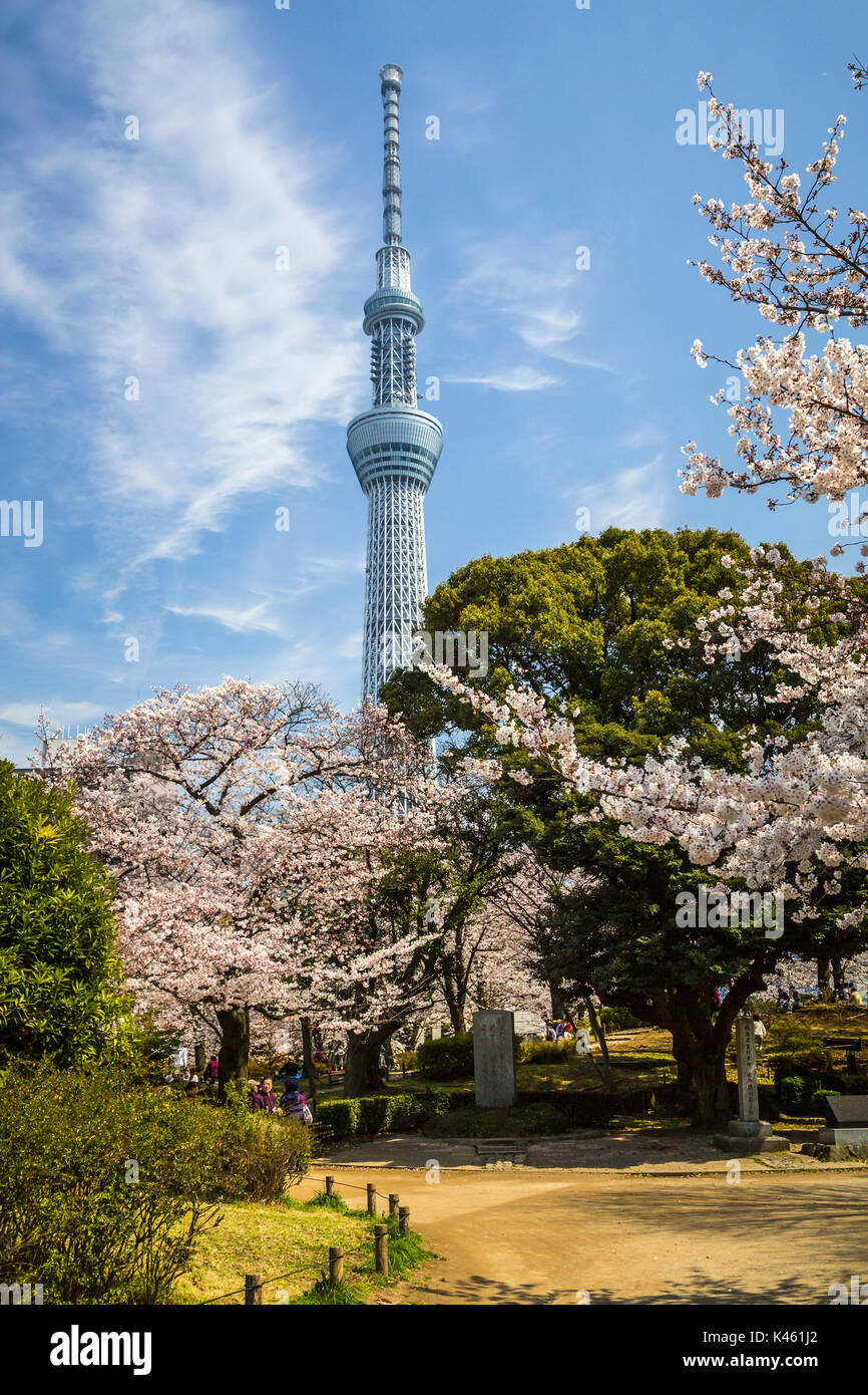 The Tokyo Skytree with cherry blossoms in Sumida Park, Asakusa, Tokyo, Japan,  Asia Stock Photo - Alamy