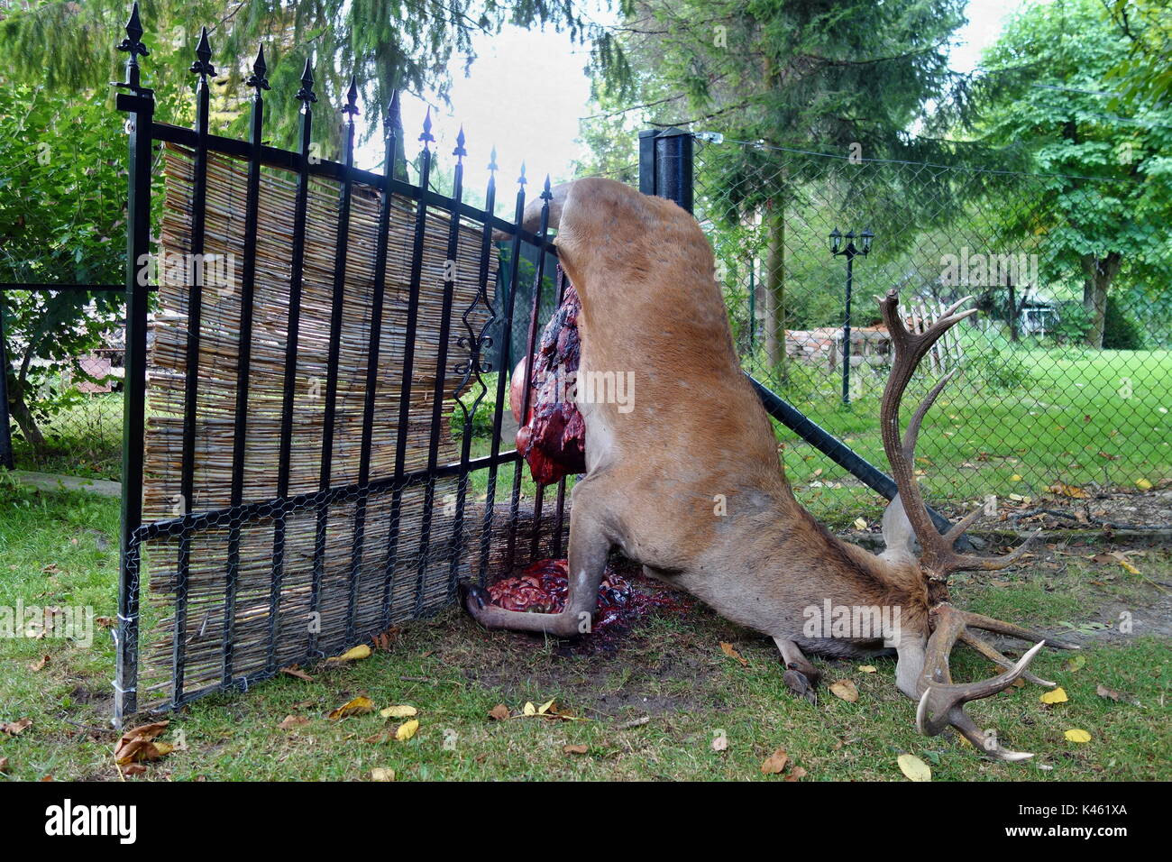Dead Big Male Roe Deer On The Fence Stock Photo Alamy
