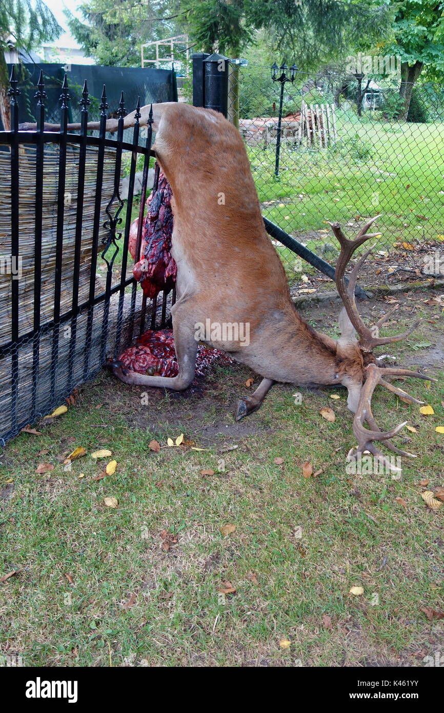 Dead big male Roe Deer on the fence Stock Photo