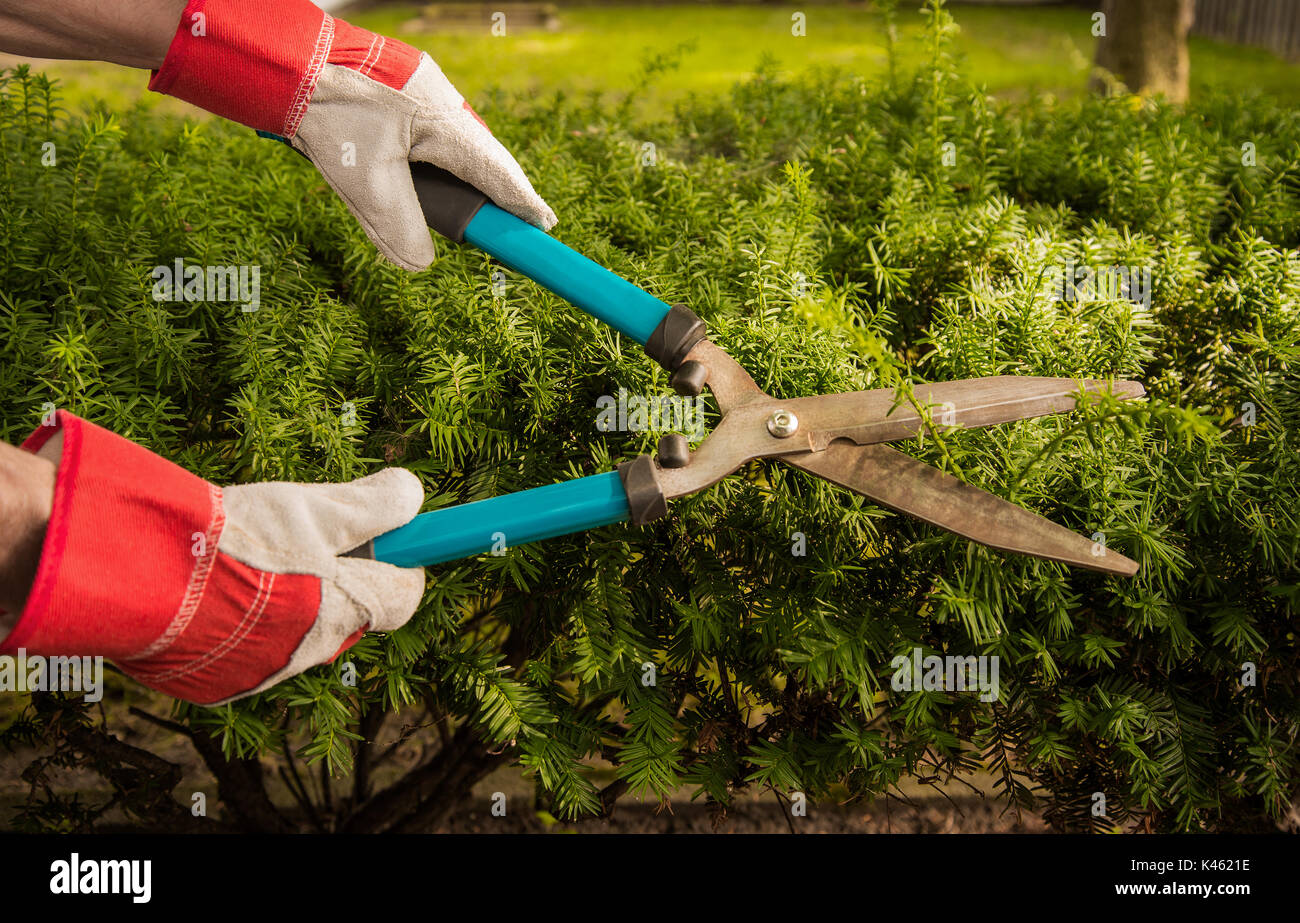 Manual hedge cutters cutting over growth in yard Stock Photo Alamy
