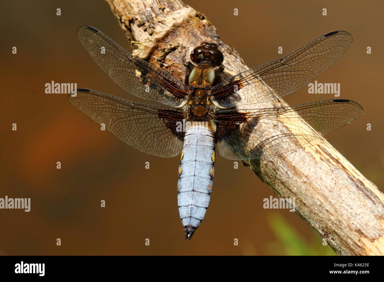 Male Broad-bodied Chaser dragonfly Stock Photo