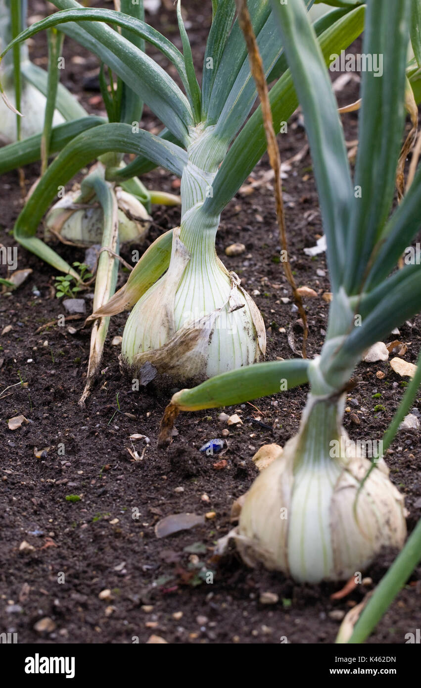 Allium cepa. Onion 'Mammoth Improved' in the vegetable garden. Stock Photo
