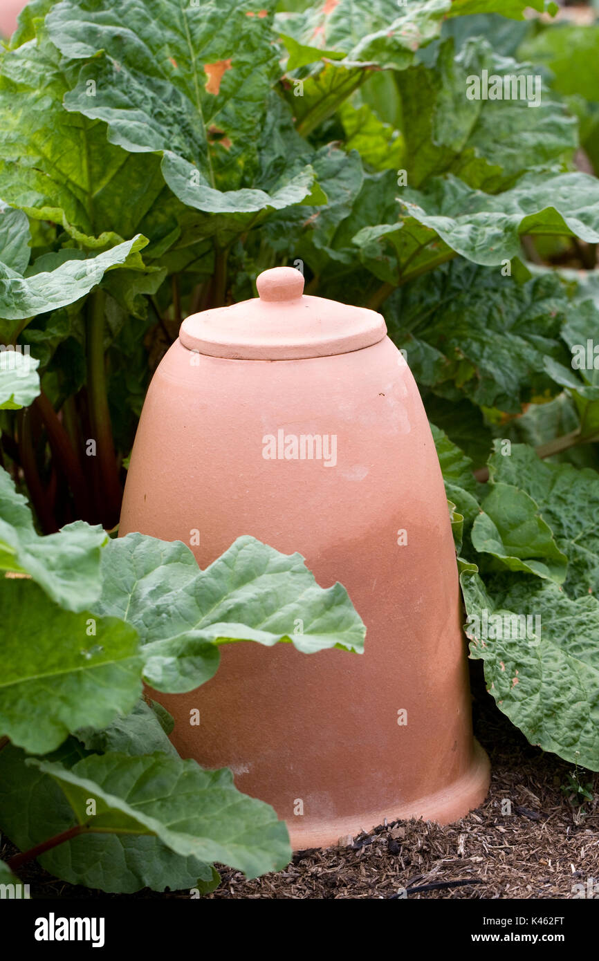 Rheum. Rhubarb behind a traditional forcing pot Stock Photo