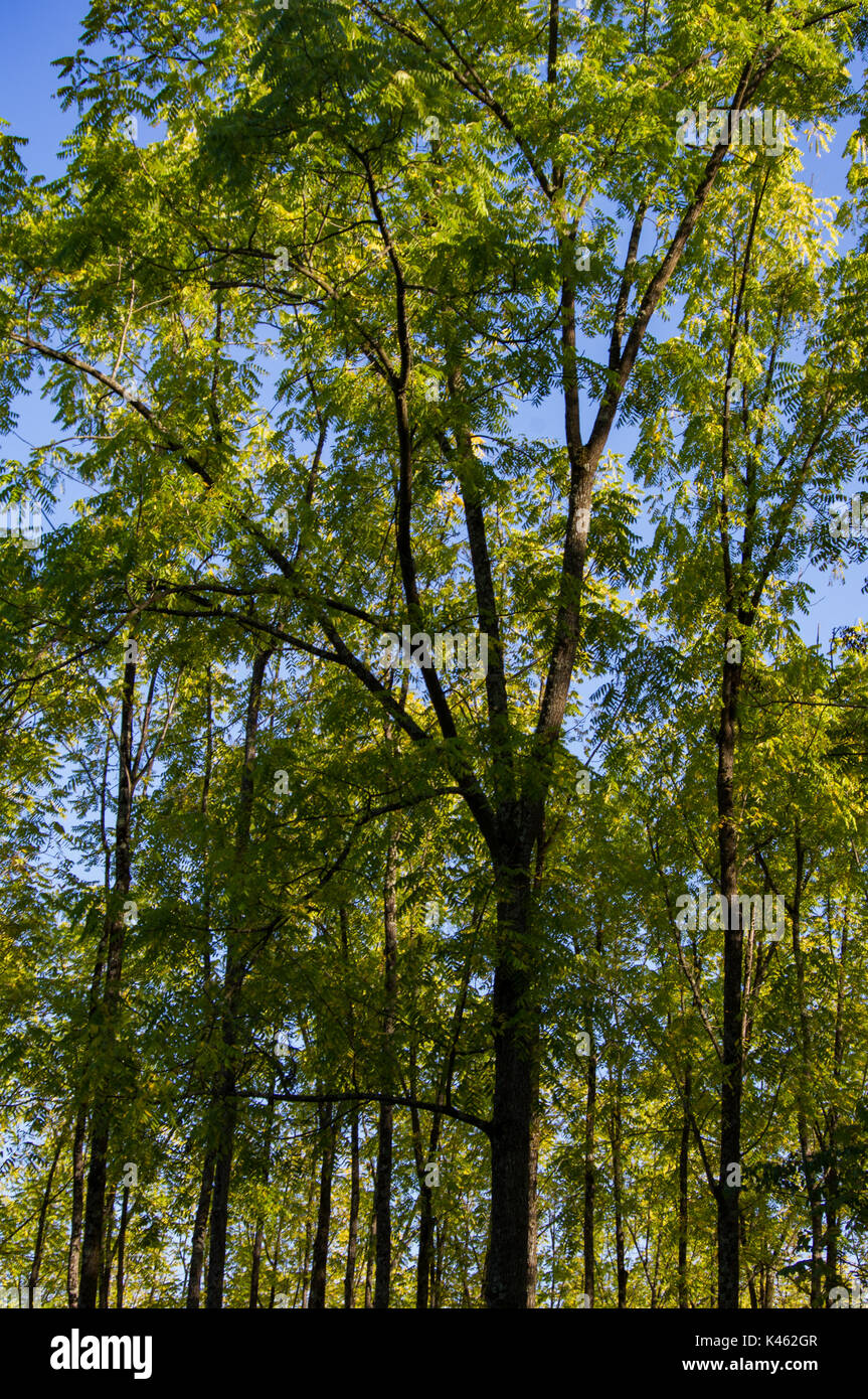 Tree trees green hi-res stock photography and images - Alamy
