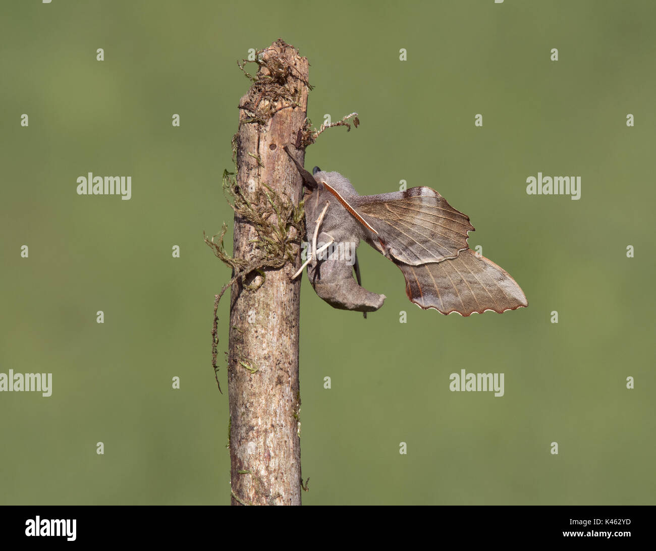side view of a Poplar Hawk-moth, Laothoe populi, on stick with plain green background Stock Photo