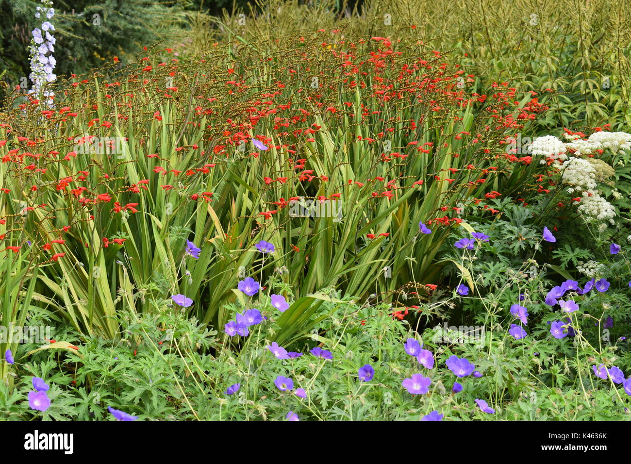 Herbaceous border in London with blue hardy geranium, orange crocosmia, delphinium and Queen Anne's Lace. Stock Photo