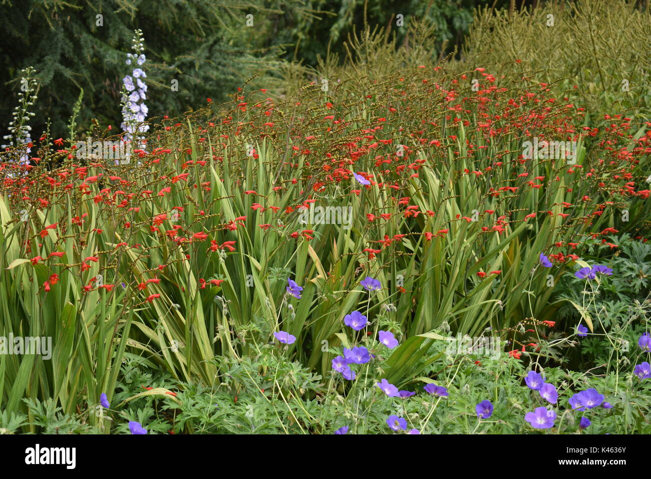 Herbaceous border in London with blue hardy geranium, orange crocosmia, delphinium and Queen Anne's Lace. Stock Photo