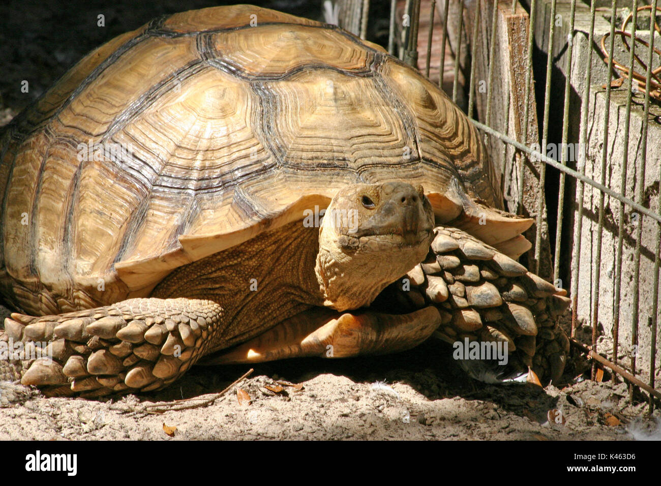 Giant tortoise walking along a steel fence. Stock Photo