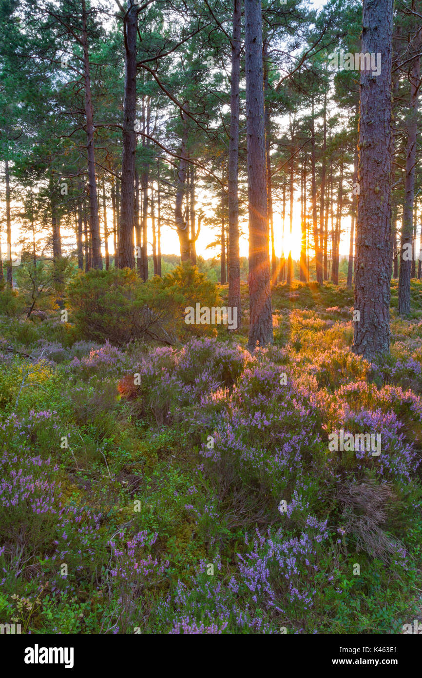 Sunset and light on the trees of Abernathy Forest, Cairngorms National Park, Scotland, UK Stock Photo