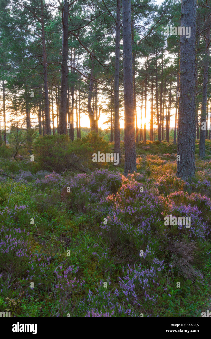Sunset and light on the trees of Abernathy Forest, Cairngorms National Park, Scotland, UK Stock Photo