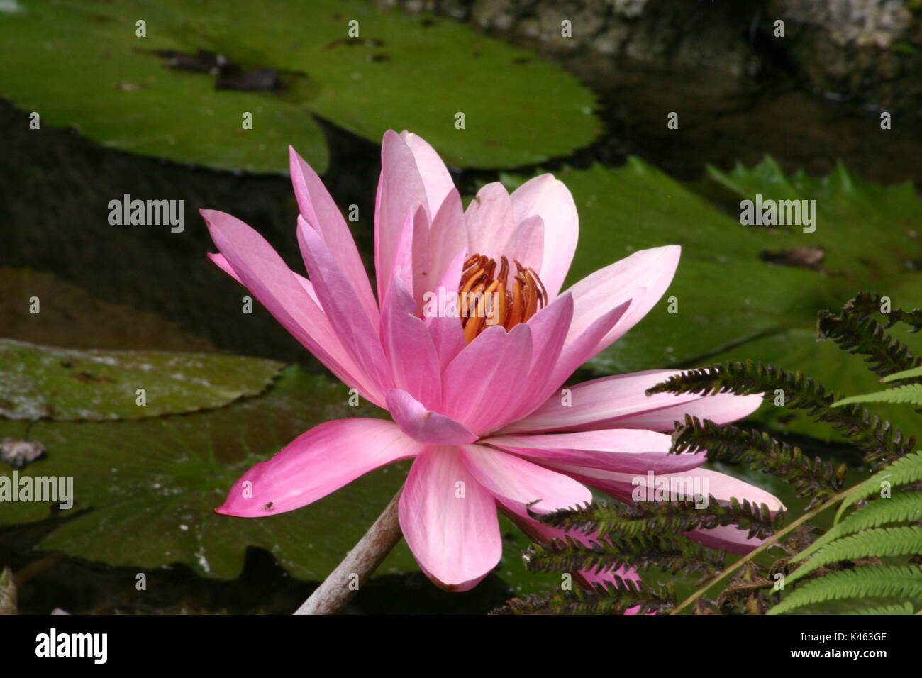 Beautiful Pink Flower On A Victoria Water Lily These Beauties Only Open At Night And After Early Morning Close Back Up For The Day Stock Photo Alamy