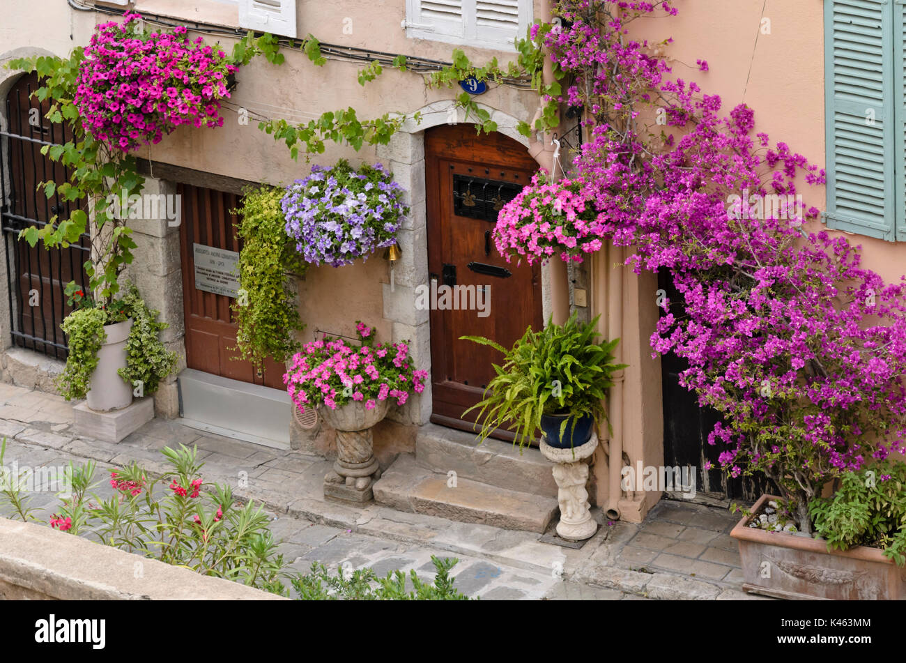 Bougainvillea and petunias (Petunia) in front of an old town house, Cannes, France Stock Photo