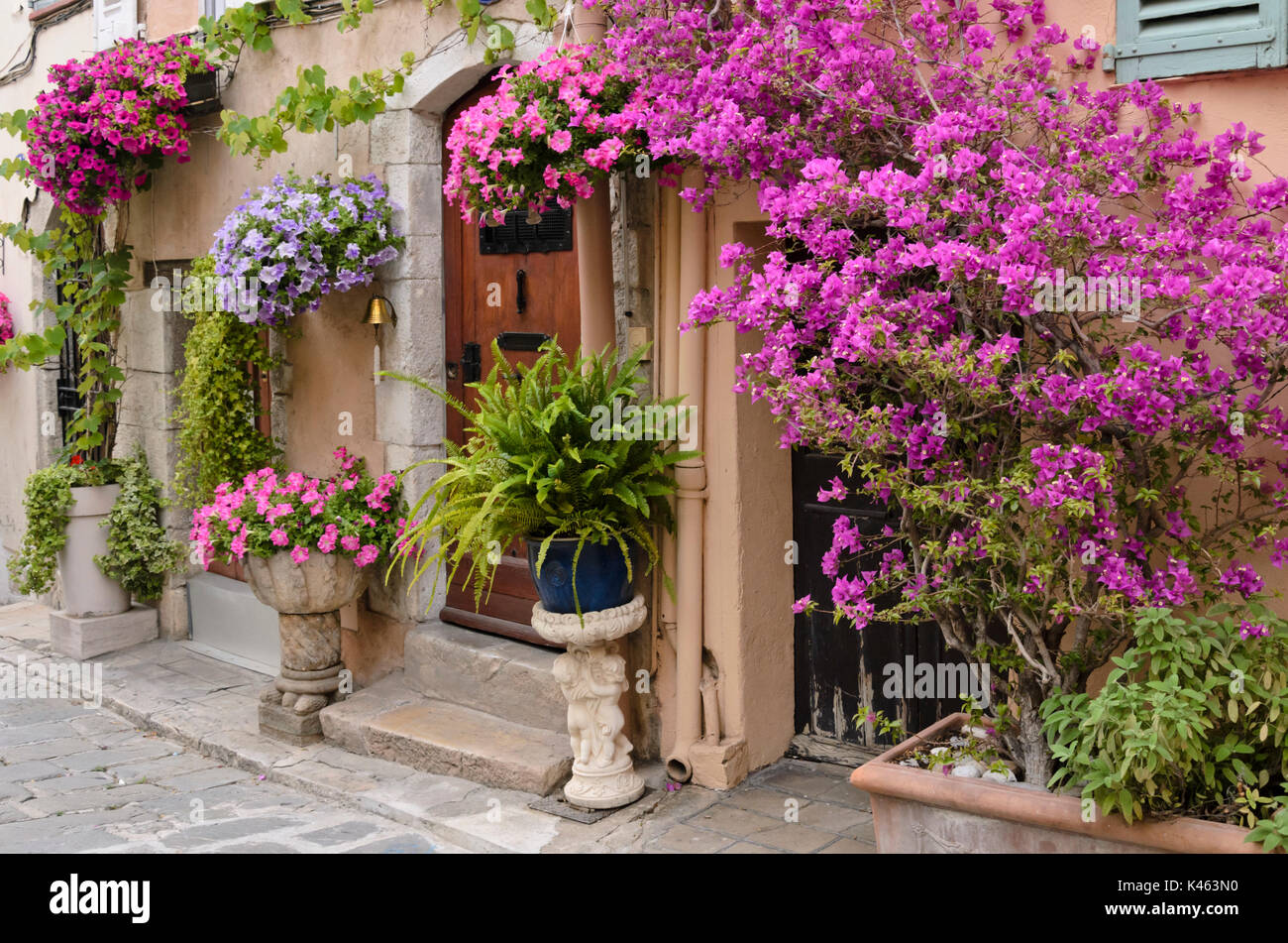 Bougainvillea and petunias (Petunia) in front of an old town house, Cannes, France Stock Photo
