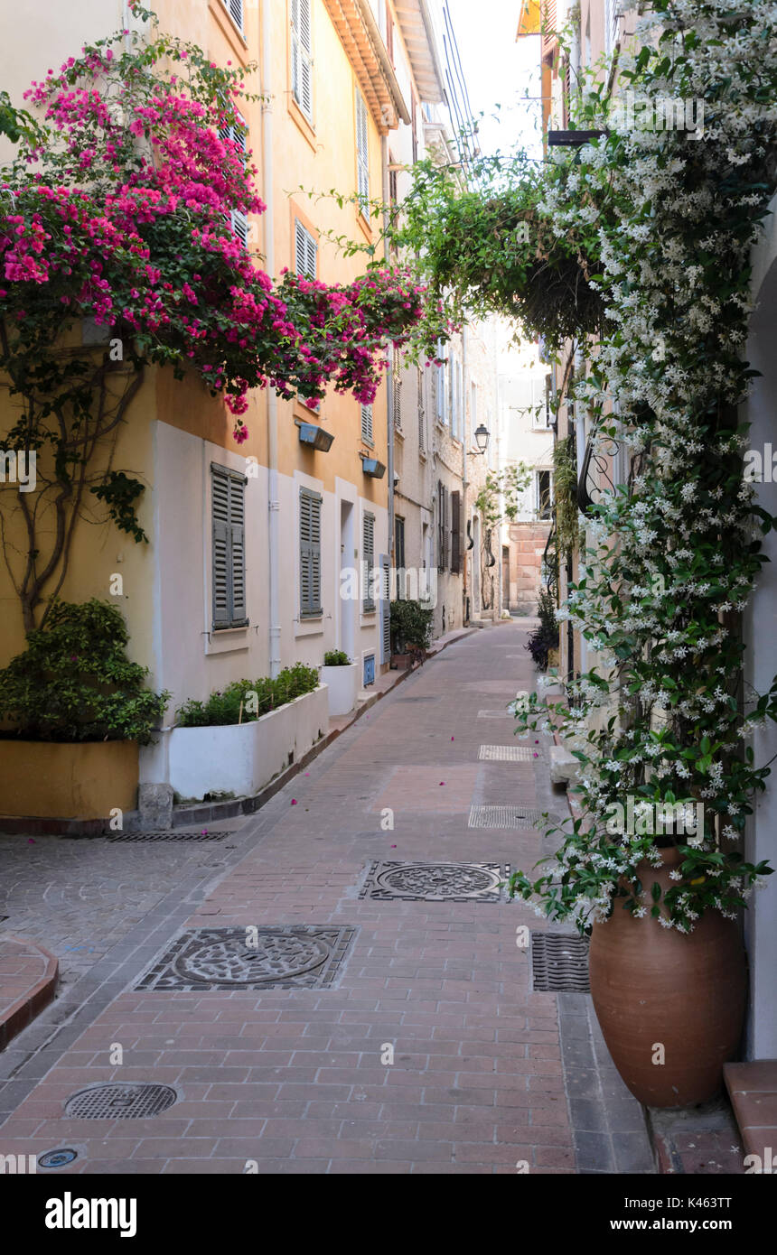 Bougainvillea and star jasmine (Trachelospermum) in an old town alley, Antibes, France Stock Photo