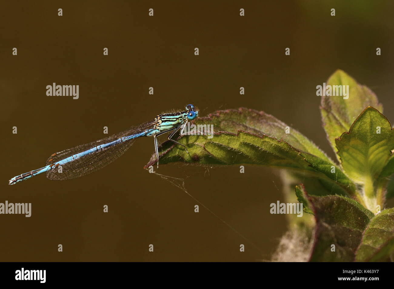 Male White-legged damselfly Stock Photo - Alamy