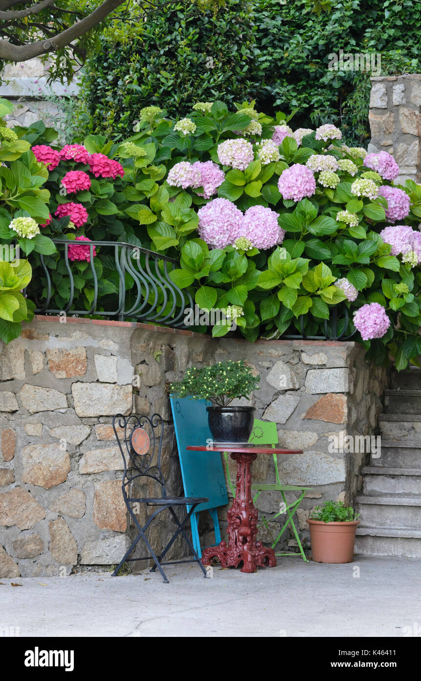 Seating area with hydrangeas (Hydrangea), Grimaud, France Stock Photo