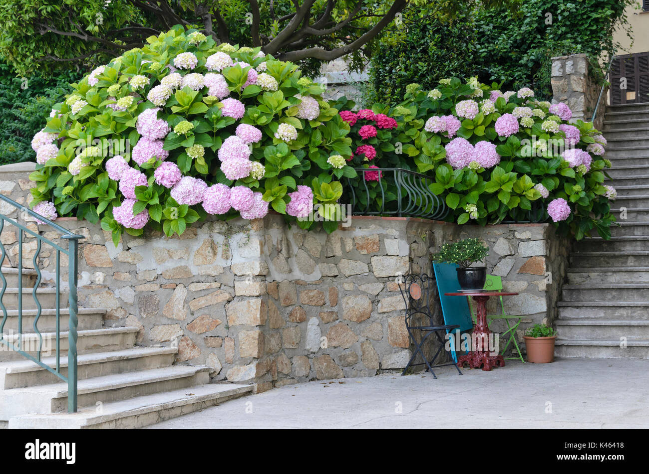 Seating area with hydrangeas (Hydrangea), Grimaud, France Stock Photo