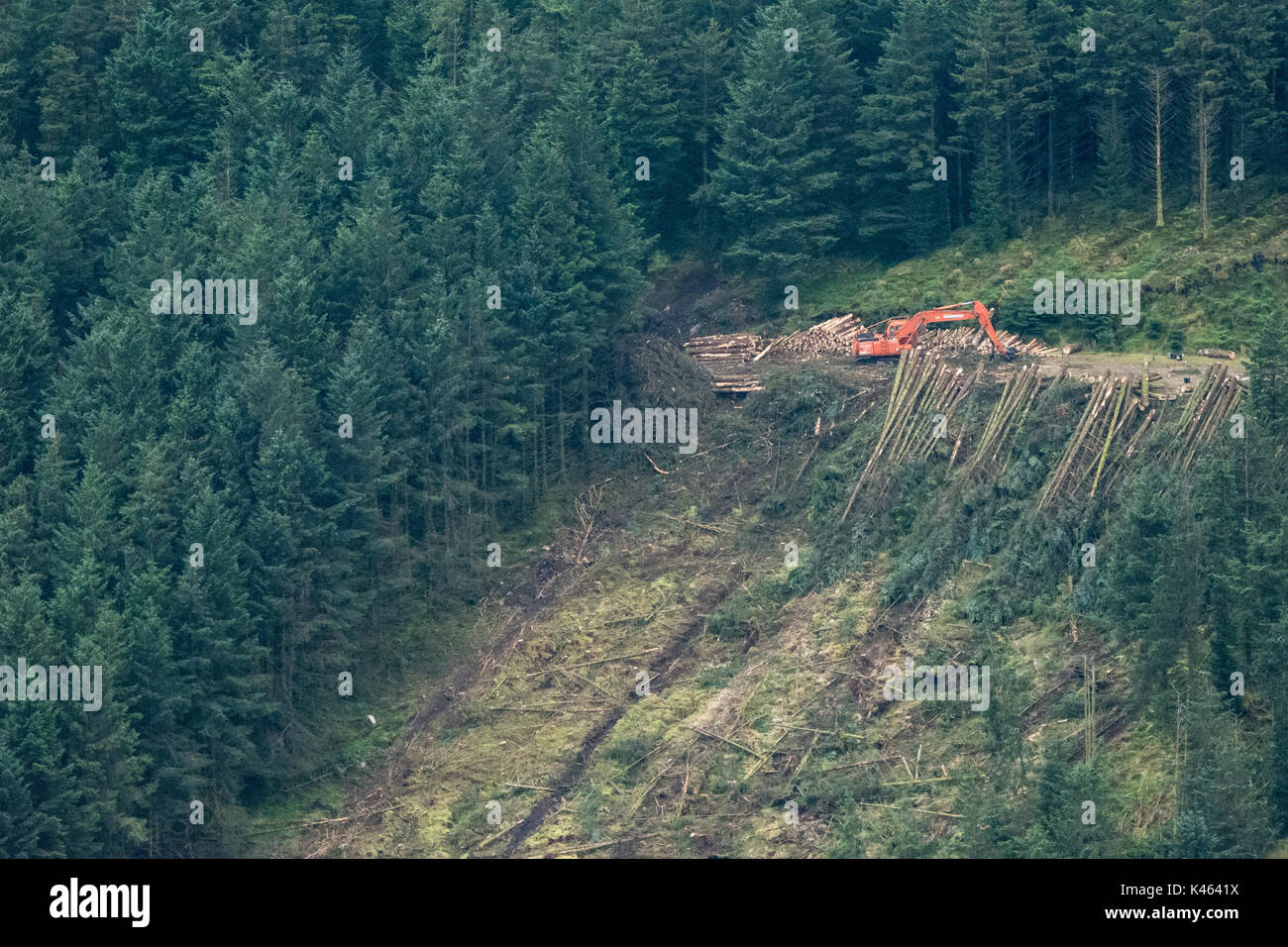 Tree-felling operations on Coillte managed forestry land in Wicklow uplands in Ireland Stock Photo