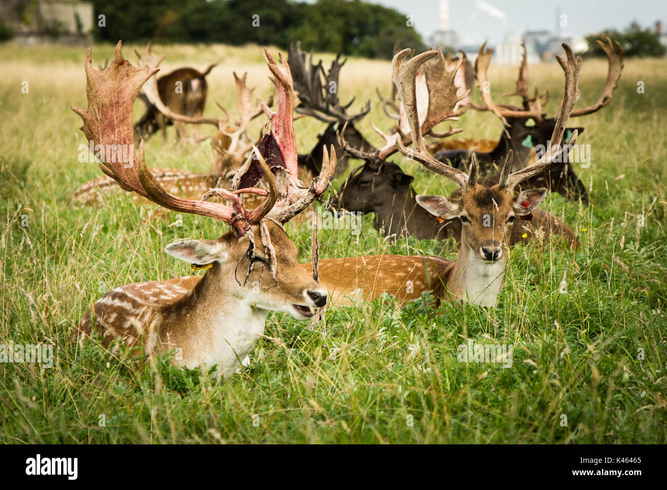 A deer whose velvet peels off its horns looks frightening A deer whose velvet peels off its horns looks frightening