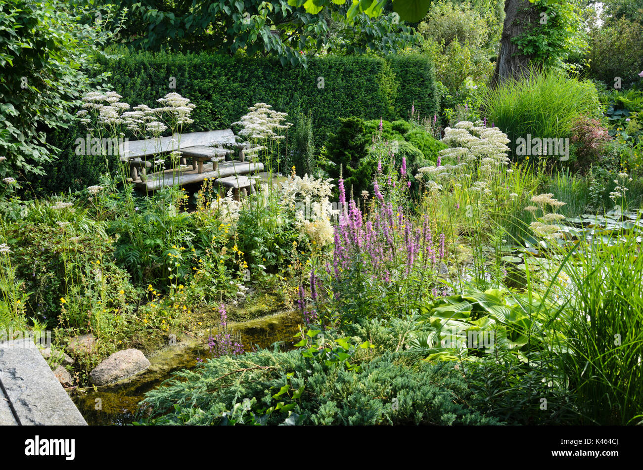 Common valerian (Valeriana officinalis) and loosestrifes (Lythrum) at a garden pond. Design: Marianne and Detlef Lüdke Stock Photo
