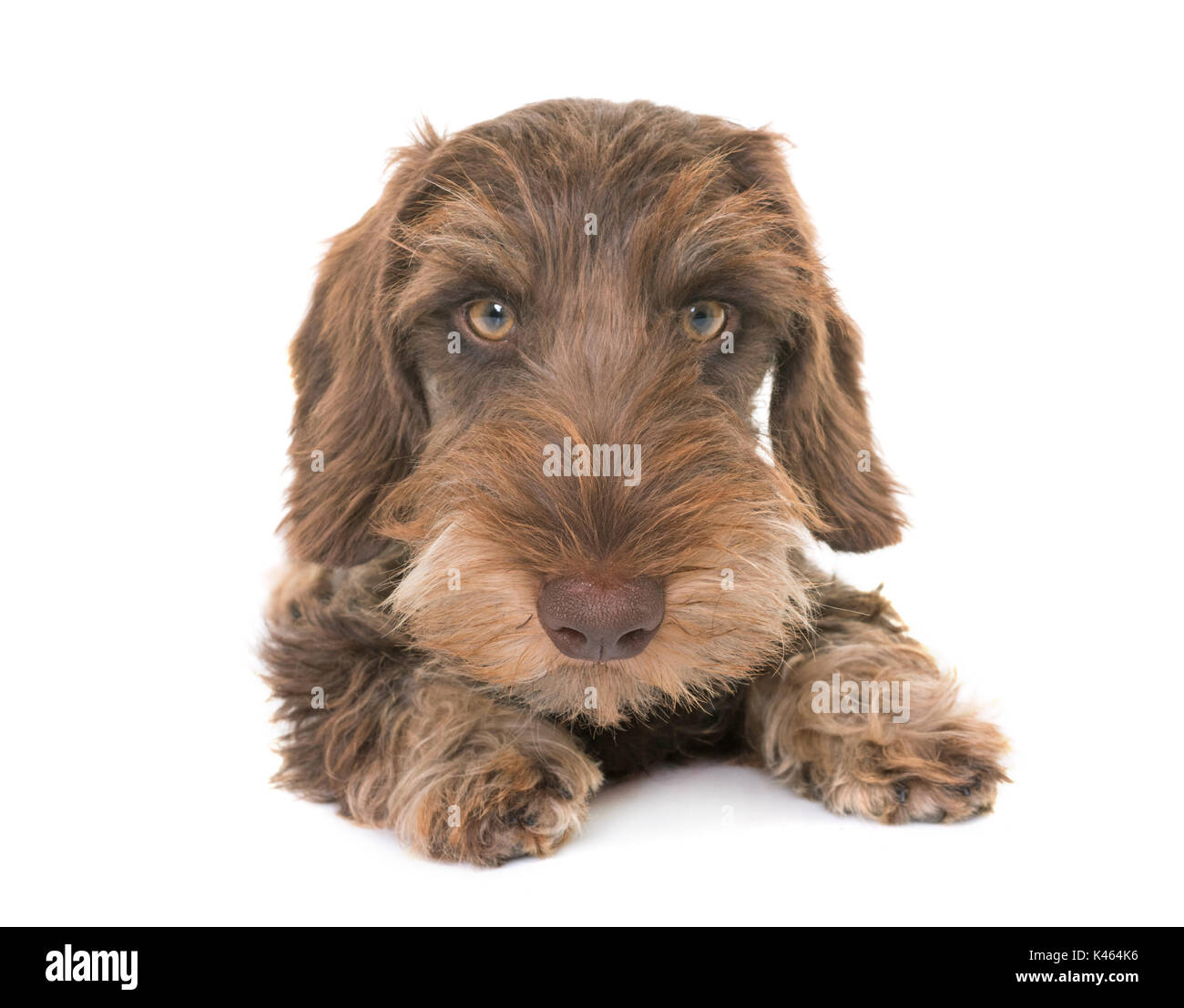 puppy Wire-haired Dachshund in front of white background Stock Photo