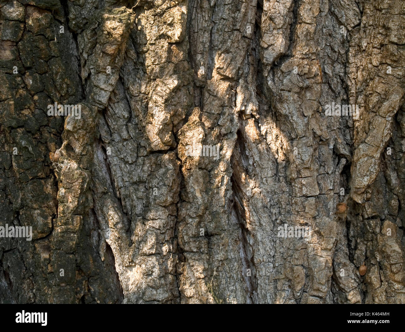 Poplar tree bark hires stock photography and images Alamy