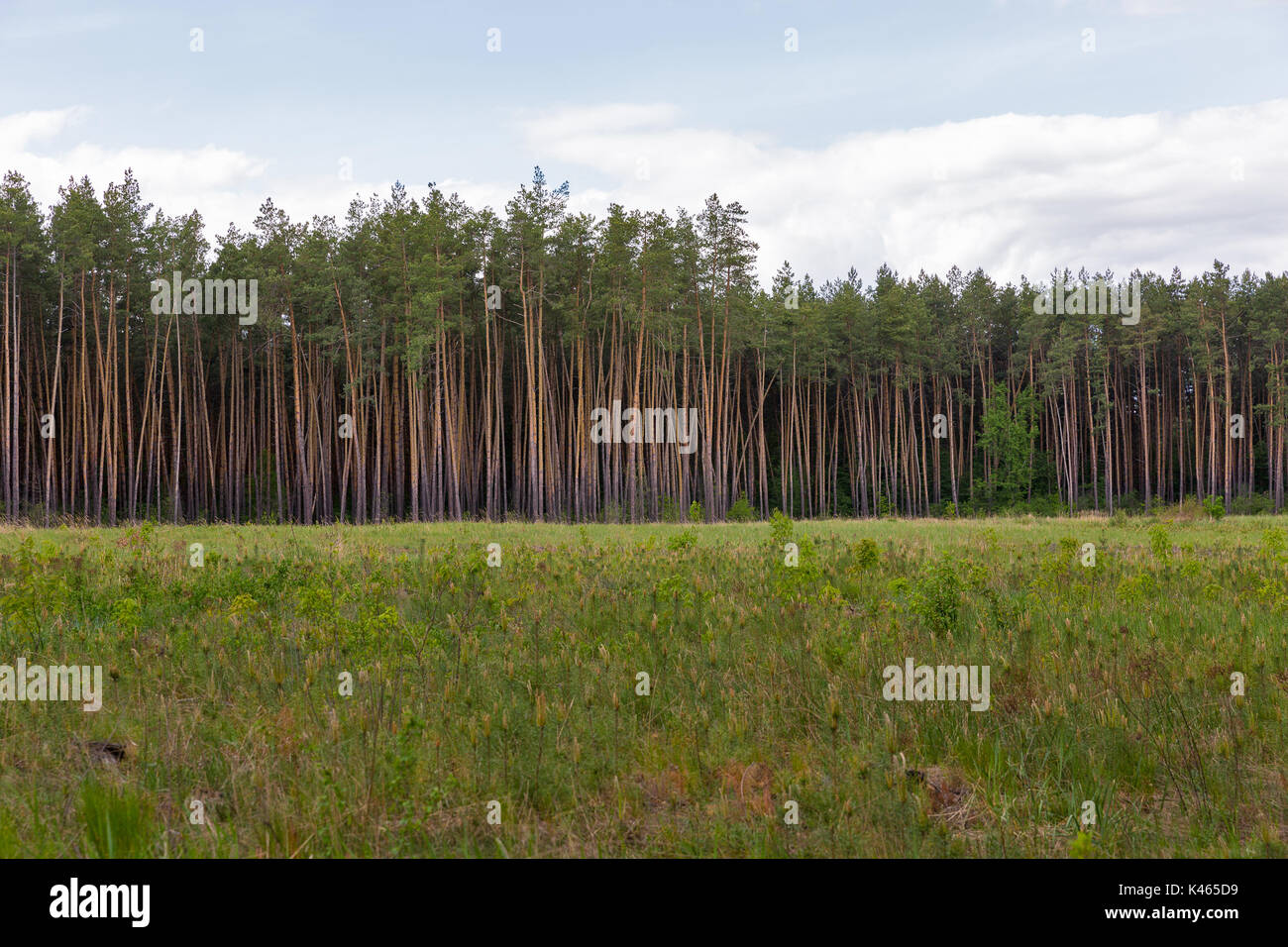 planting young pine trees in old pine forest landscape Stock Photo Alamy