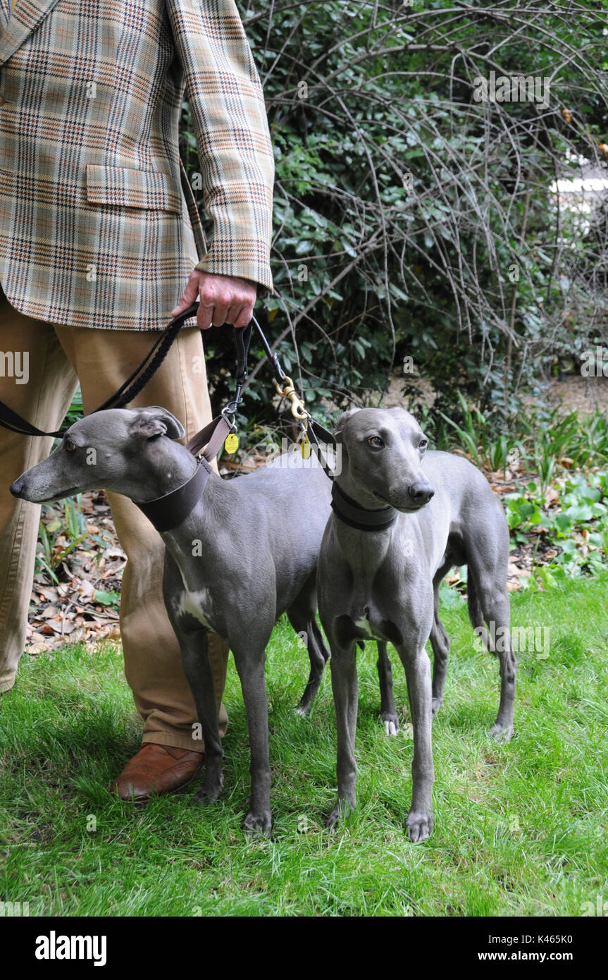 Whippets with handler, at the 2017, Chap Olympiad, London. Stock Photo