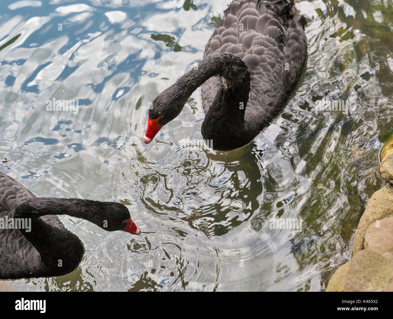 a pair of black swans floating on water. view from above. Stock Photo