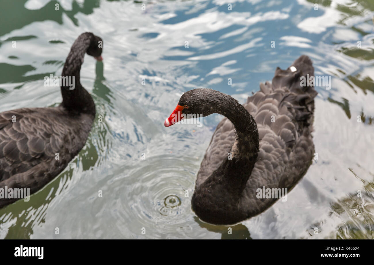 a pair of black swans floating on water. view from above. Stock Photo