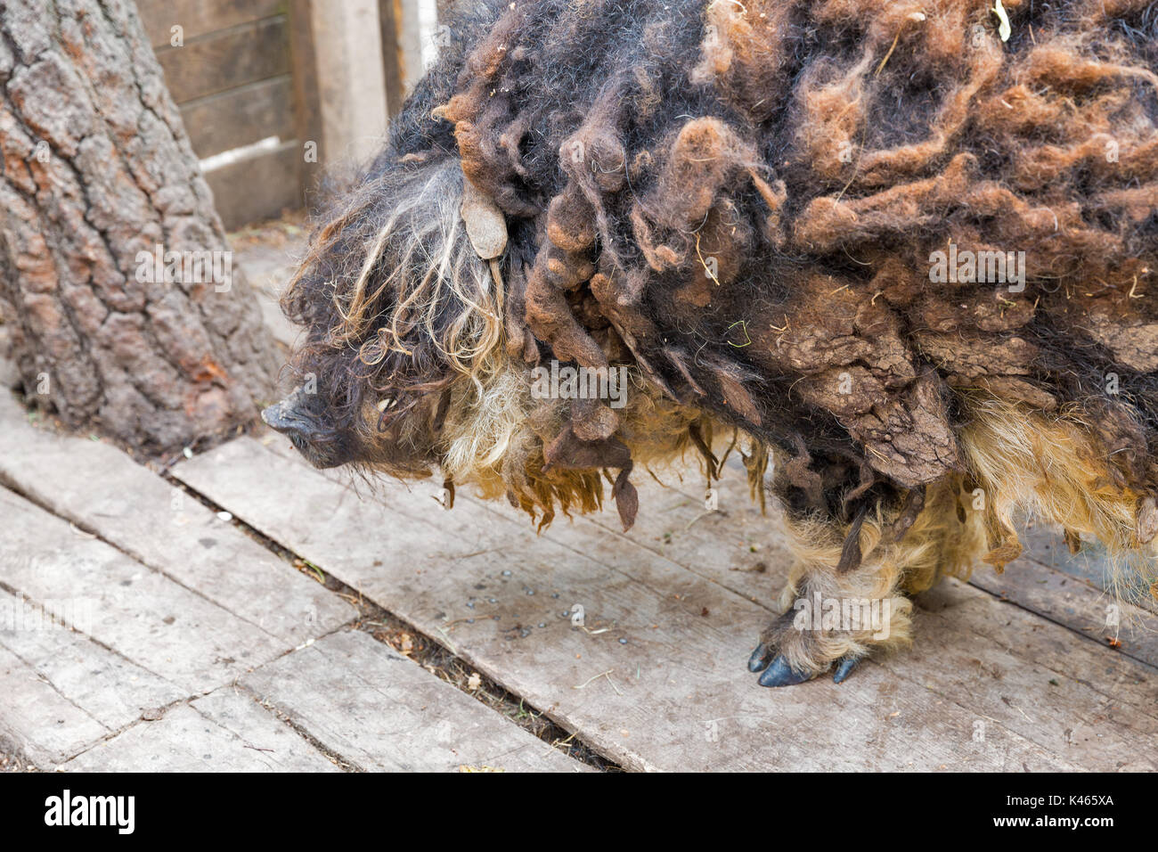 Sheep pig Mangalica closeup. The Mangalica is a Hungarian breed of