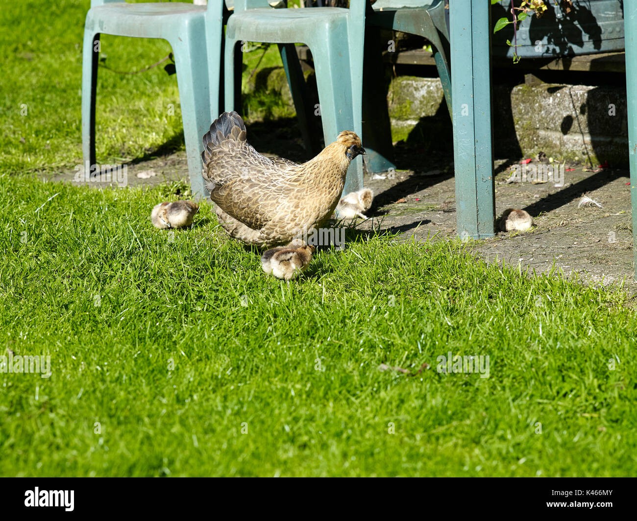 Proud chicken with clutch of 11, 3 day old chicks on smallholding in Nidderdale, North Yorkshire