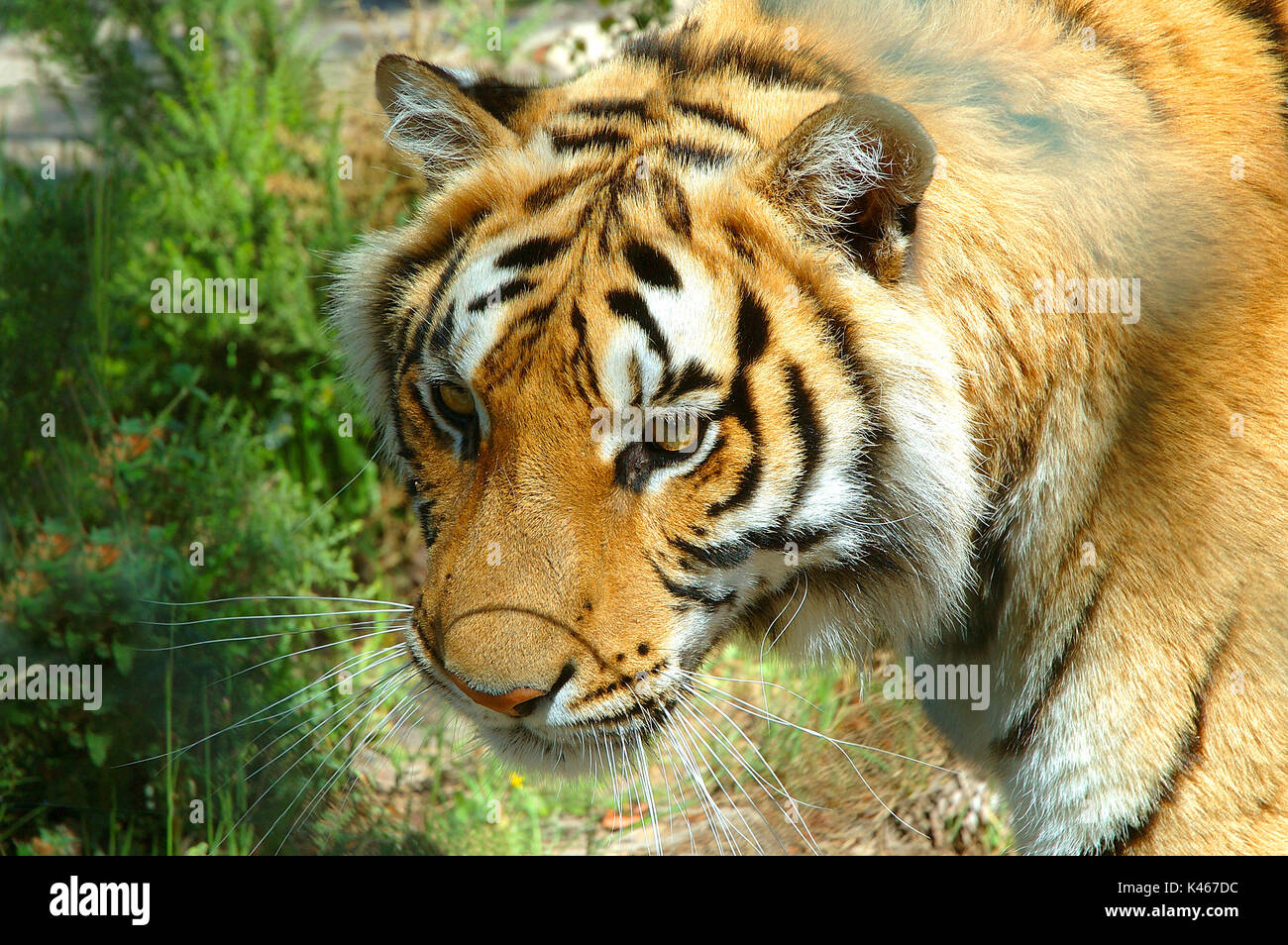 A tiger in the Badoca Safari Park. Santiago do Cacém, Alentejo. Portugal Stock Photo