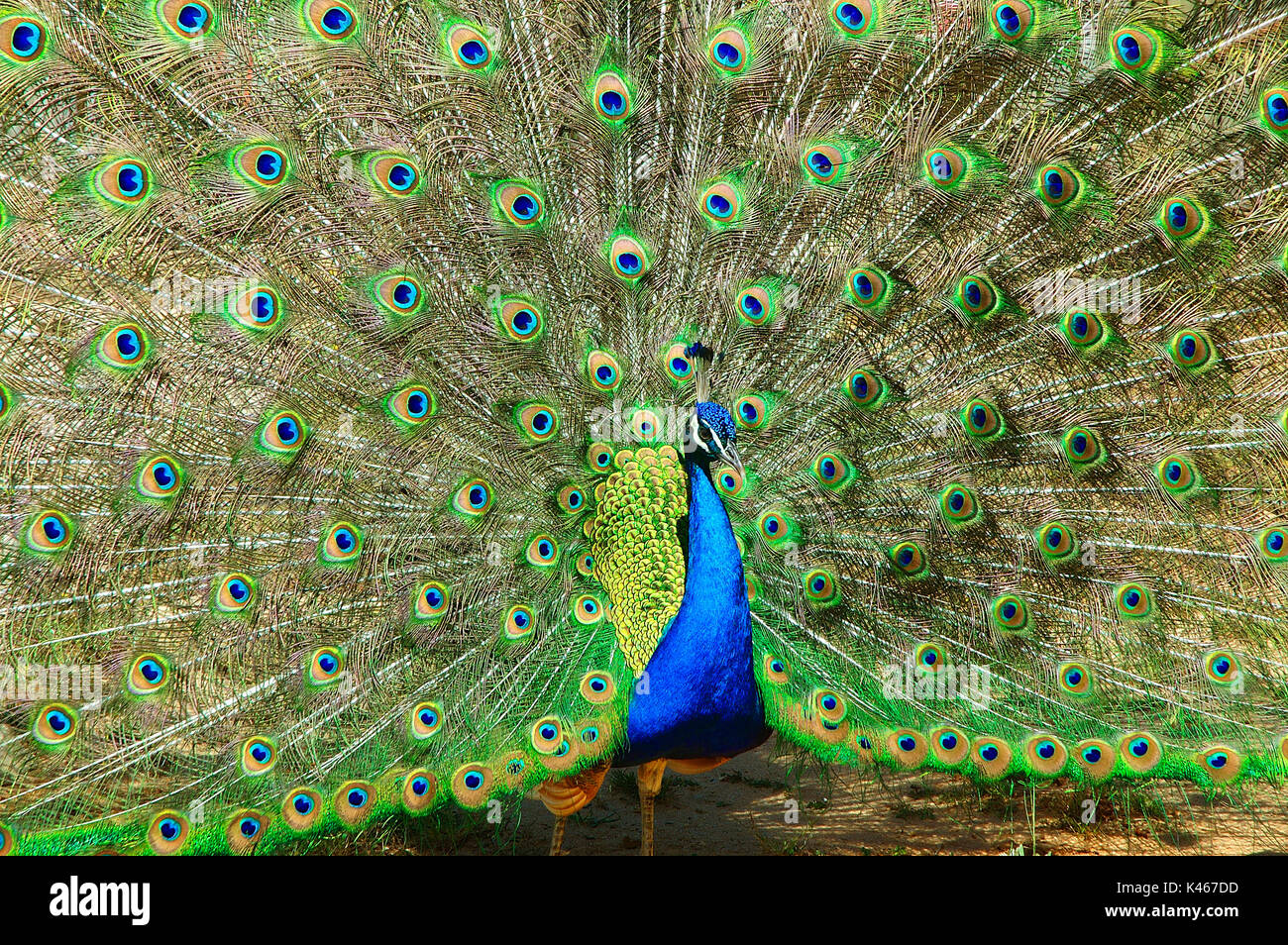 Peacock at the Badoca Safari Park. Santiago do Cacém, Alentejo. Portugal Stock Photo
