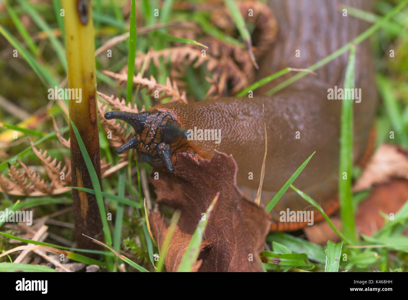 Close-up of large brown-coloured slug with orange foot-fringe (Arion ater rufus) Stock Photo