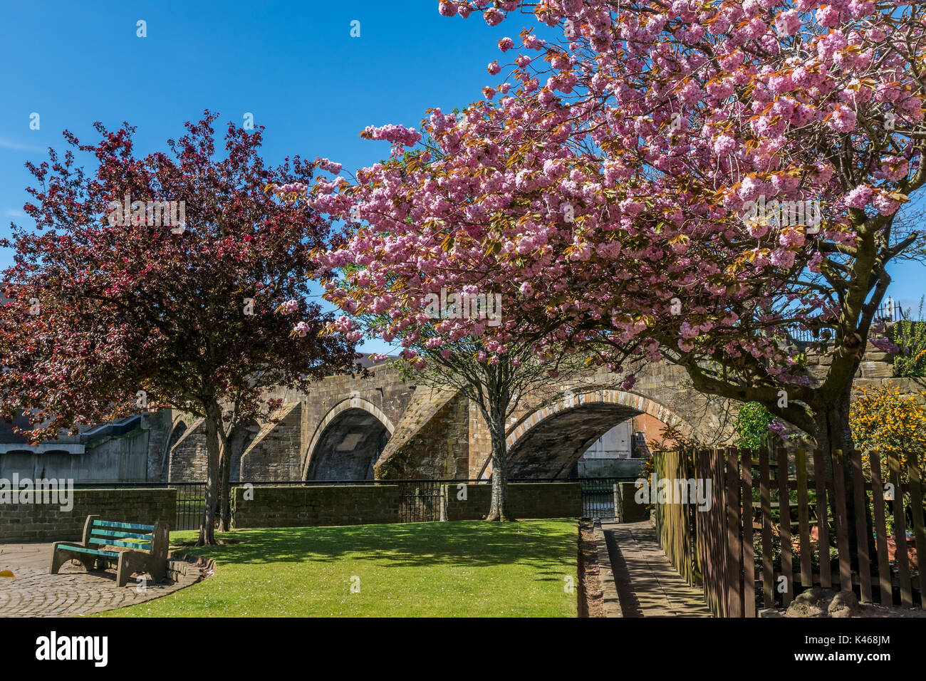 Cherry blossoms in full bloom in front of the old bridge in Ayr. Stock Photo