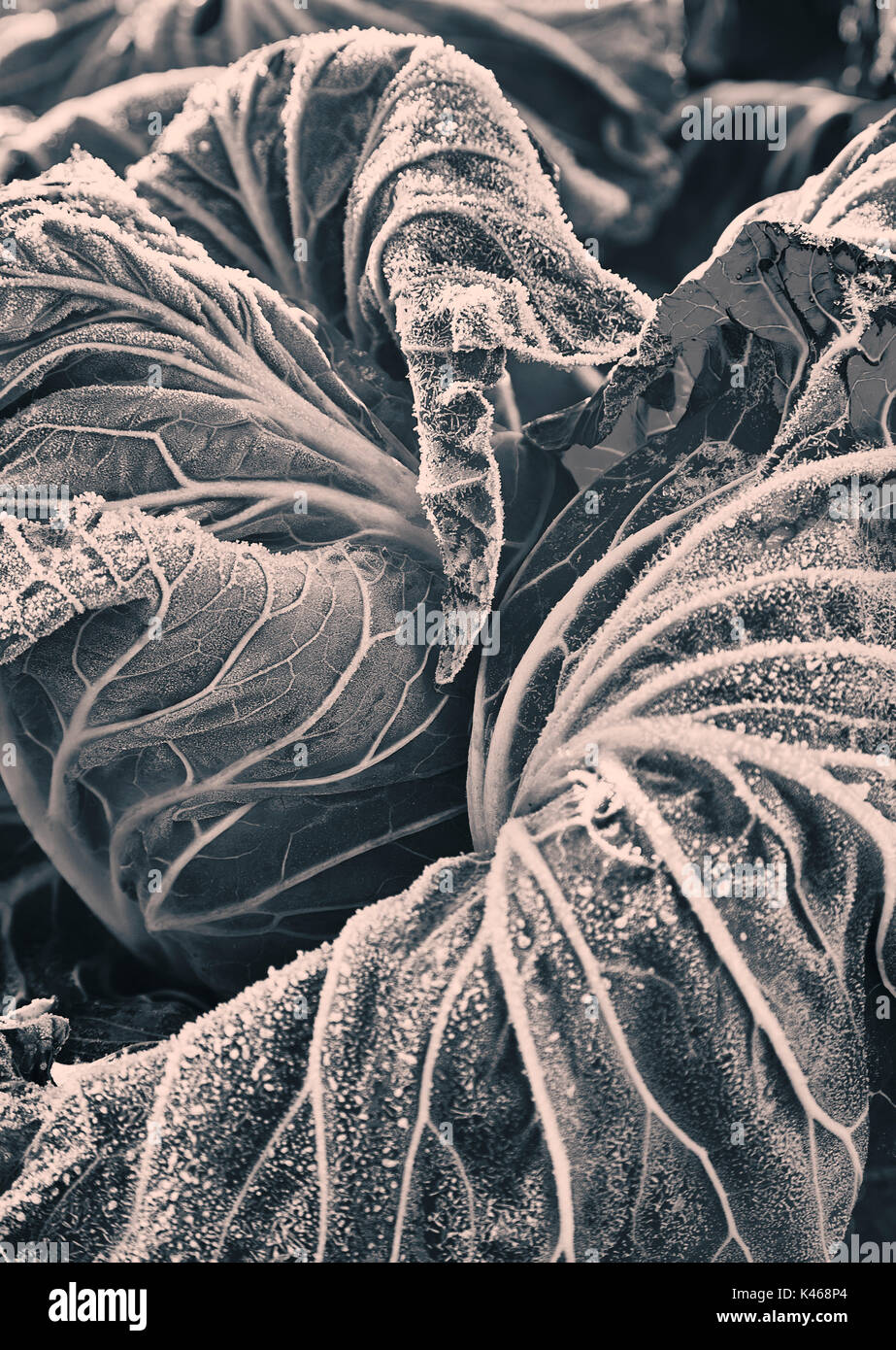 Frozen cabbage close in winter Stock Photo Alamy
