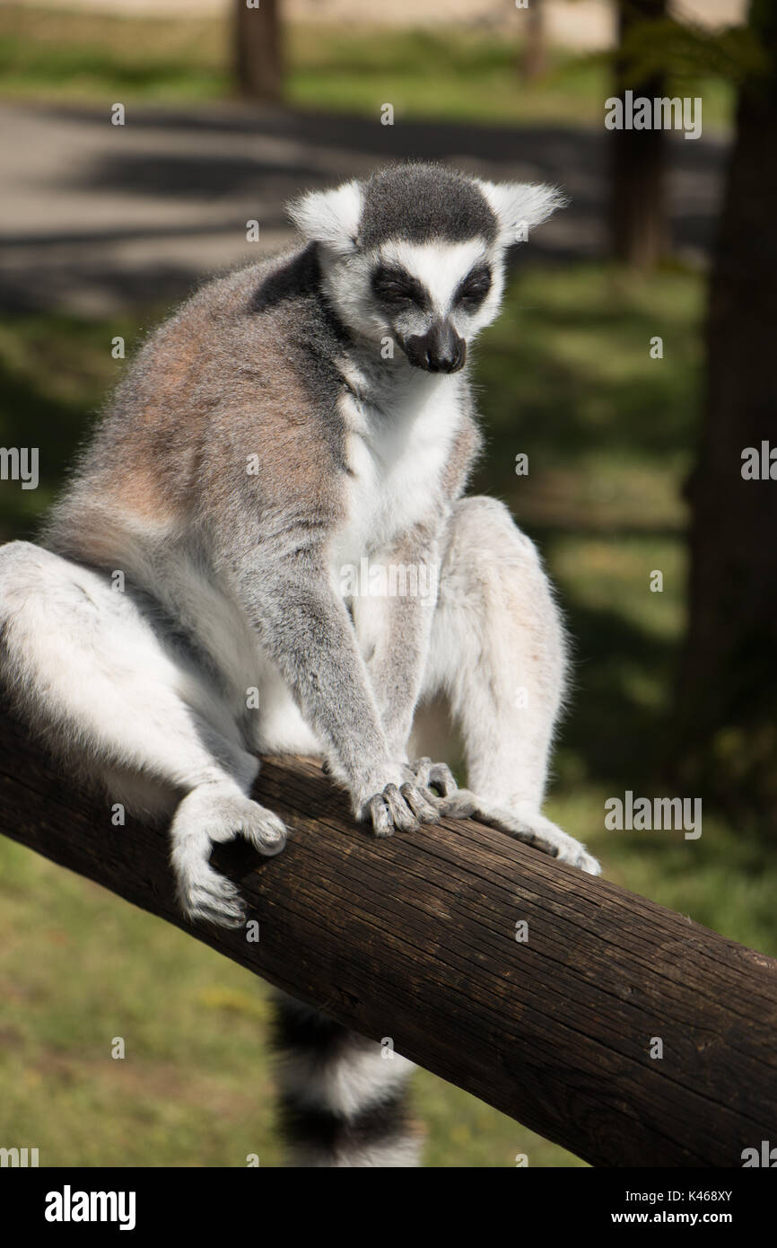 Drive through Safari Park Varallo Pombia Novara Italy Lake Maggiore lago Piemonte Piedmont Wildlife Zoo Parks animals such as zebra, buffalo, tiger Stock Photo