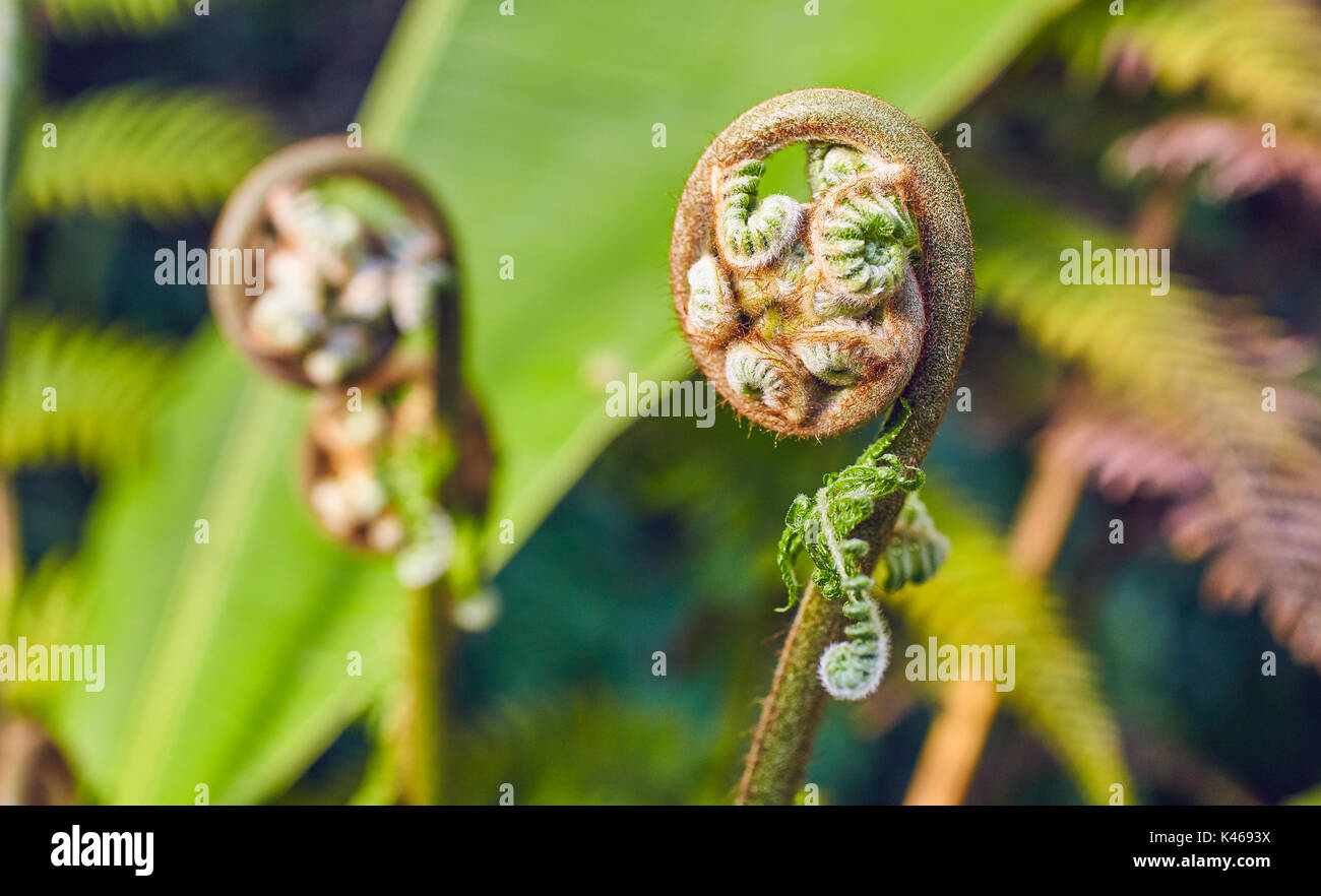 Tasmanian Tree Fern, Soft Tree Fern (Dicksonia antarctica), young involuted frond. Botanical Garden, Madrid. Spain Stock Photo