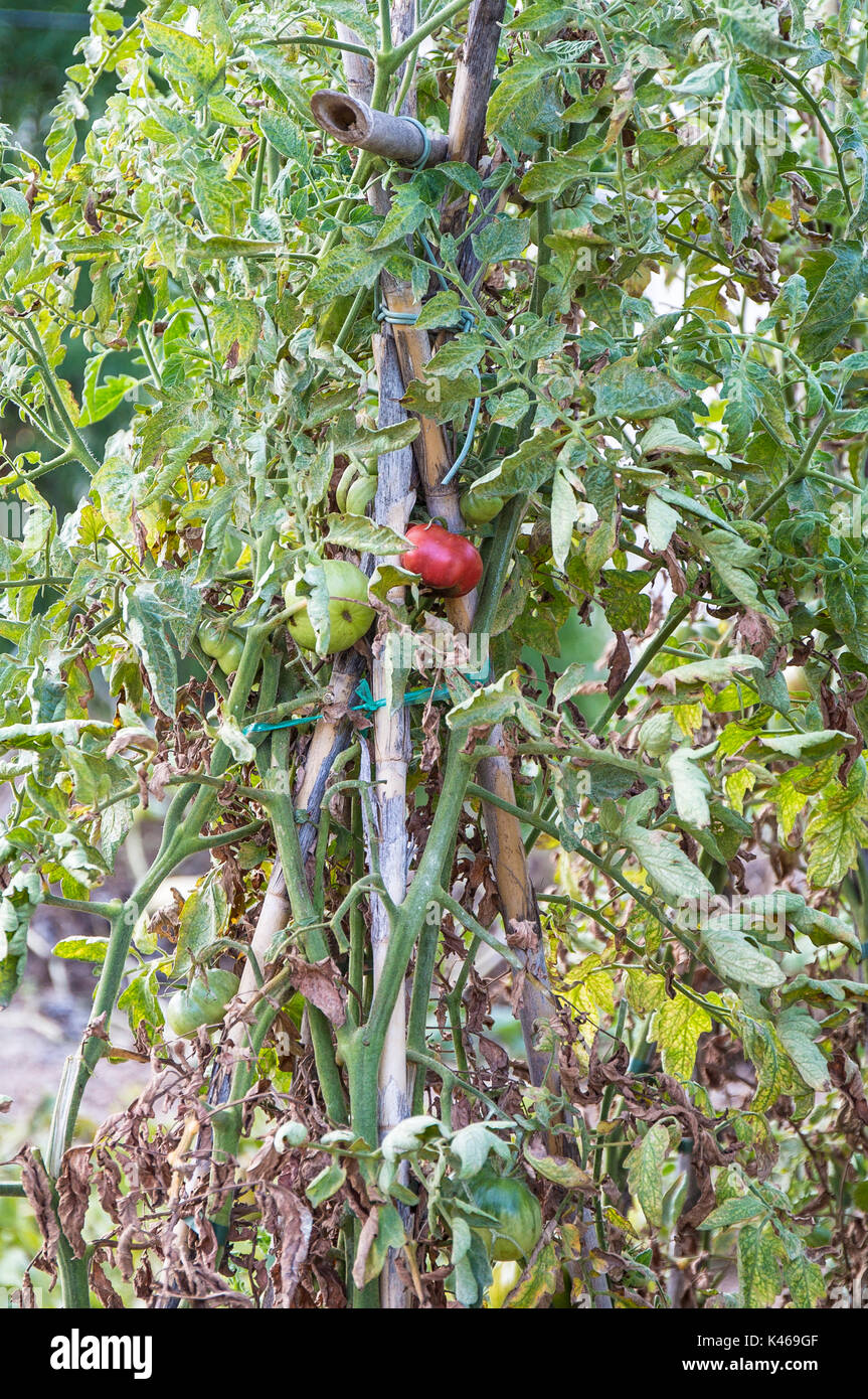 three tomatoes in its tree Stock Photo - Alamy