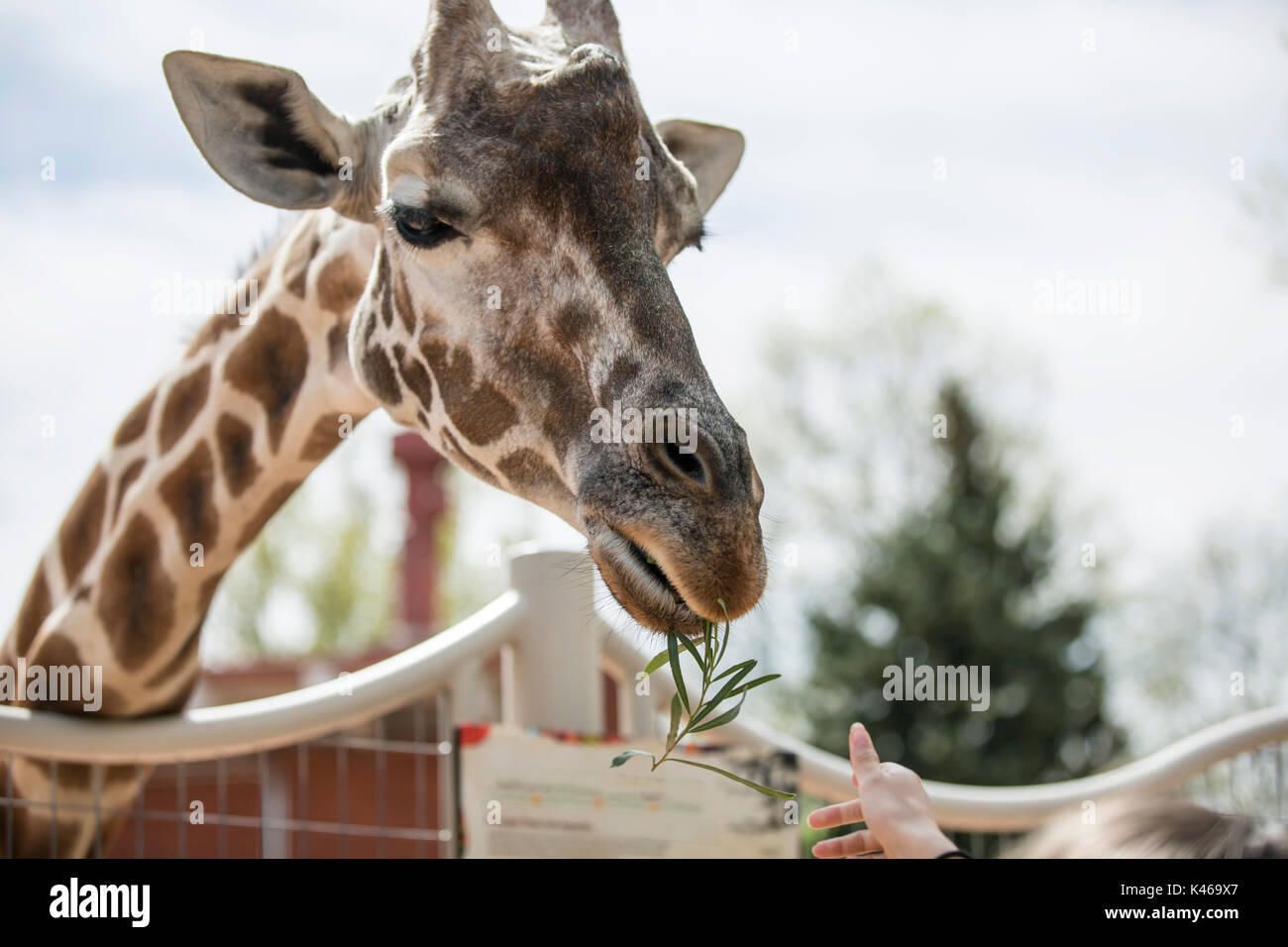 Giraffe Eating Plants High Resolution Stock Photography and Images - Alamy