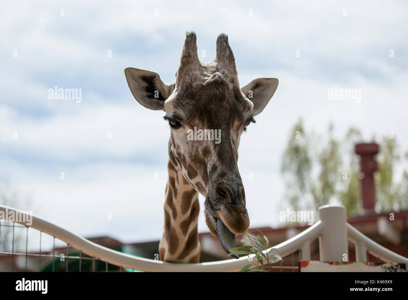 Giraffe Eating Plants High Resolution Stock Photography and Images - Alamy