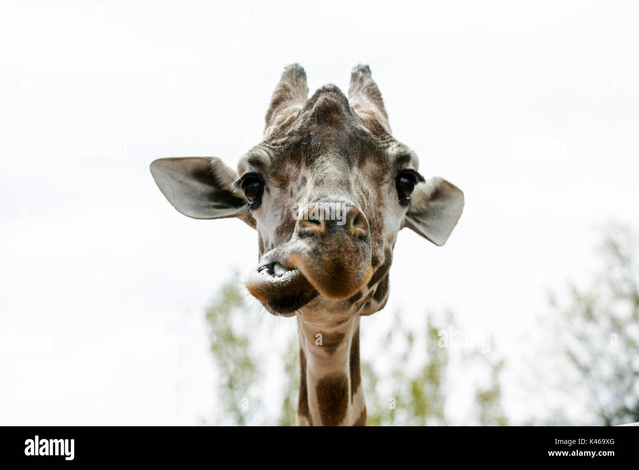 Close-up of the Giraffe Stock Photo