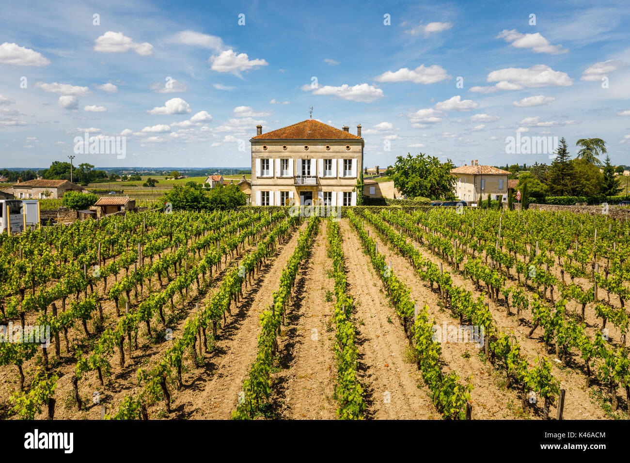 Rows of vines growing in a vineyard at Saint-Emilion, a commune in the Gironde department in Nouvelle-Aquitaine in south-western France in sunshine Stock Photo
